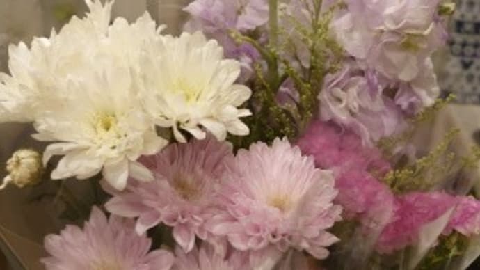 麻生川の桜