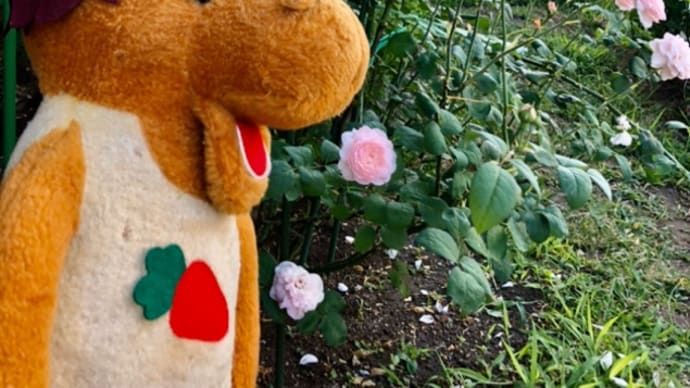 ロバくんと8月の薔薇