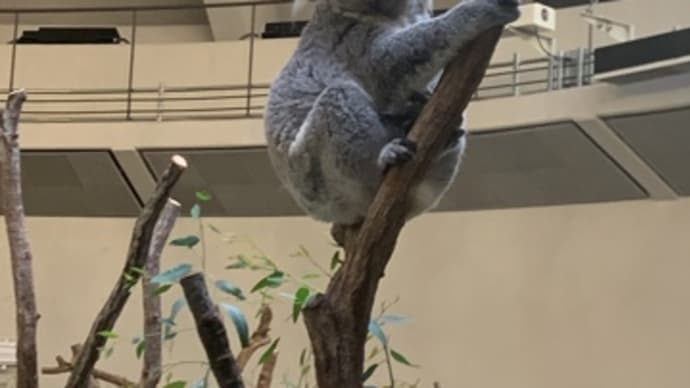 多摩動物園で熱中症?