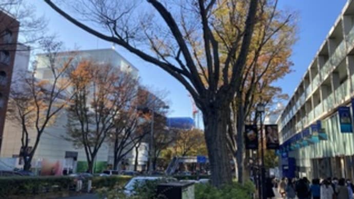 ■表参道ヒルズ;同潤会アパートと欅の紅葉がきれいです。