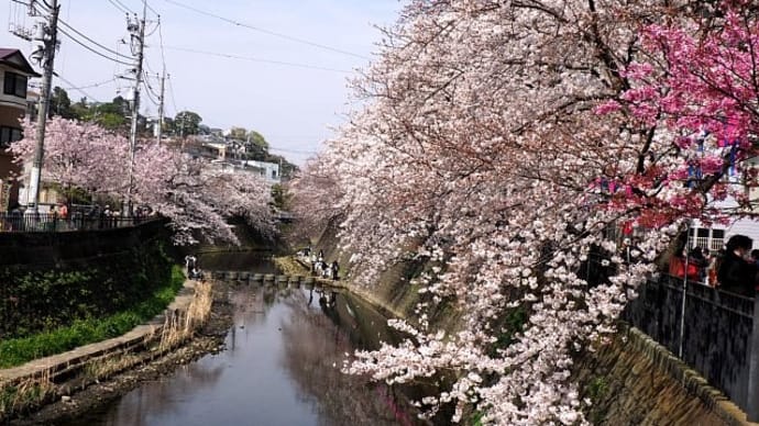 大岡川プロムナードの桜散歩2021