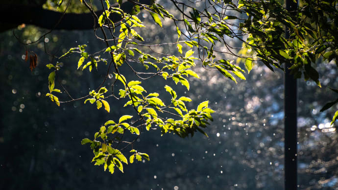 雨上がりの光が丘公園