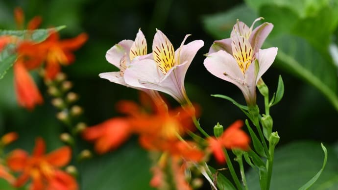 曽谷緑地公園の花 キバナコスモス オシロイバナ アルストロメリア ヒメヒオウギズイセン