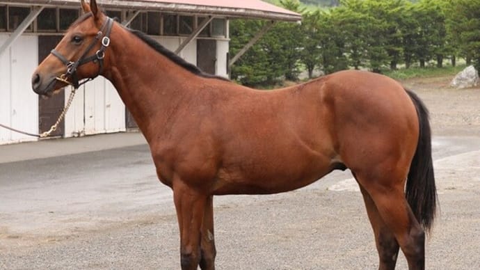【ディメンシオン'22】ディメンシオンらしさのある良い馬