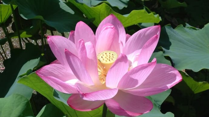 早朝観蓮会