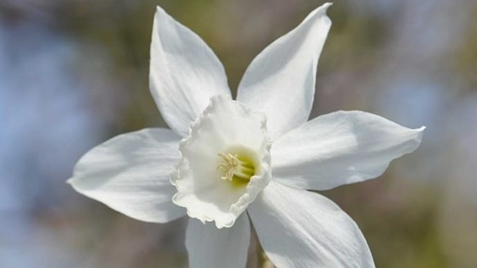 鉢植のスイセン「タリア」