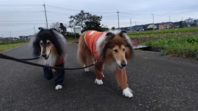 今日は午後から雨😞