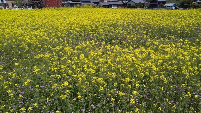 「菜の花」求めて流浪の旅、長田遊水池、比自岐、さるびの辺り…