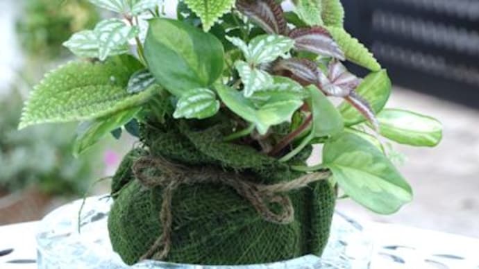 麻布ボール植えの観葉植物 ②