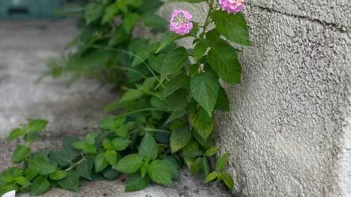 自分の「呪い」を解くための100のメモ㉝