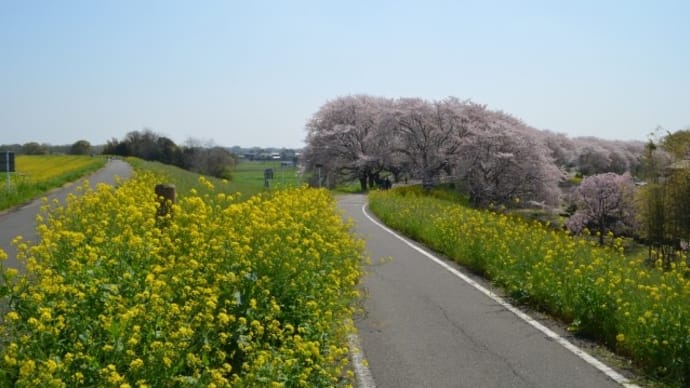 お花見散歩