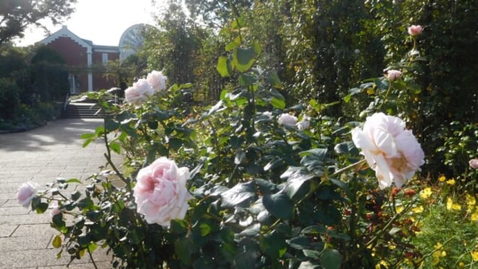 港の見える丘公園　秋バラ