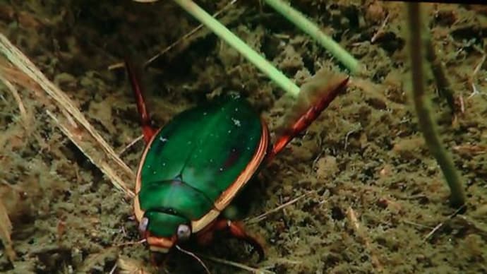 ウナギが準絶滅危惧種に