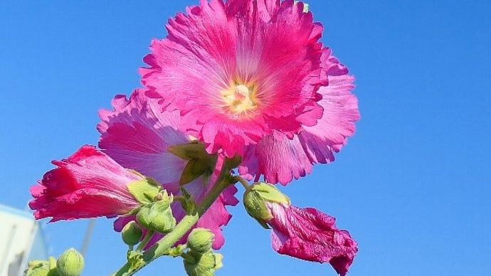 夏の訪れ感じる花散歩