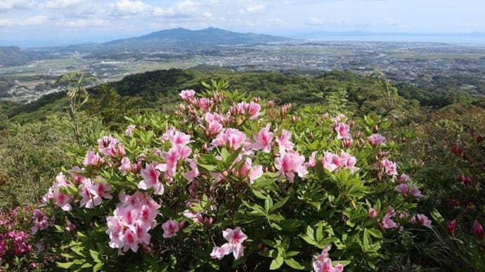 小岱山(観音岳、丸山展望所)に咲く ミツバツツジ