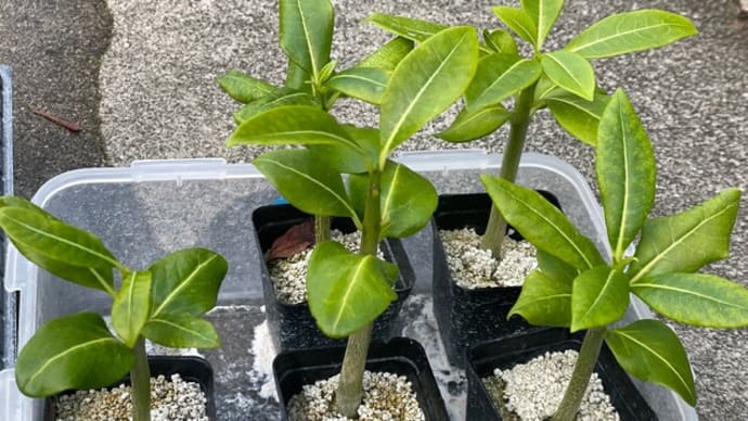 塊根植物の植替え