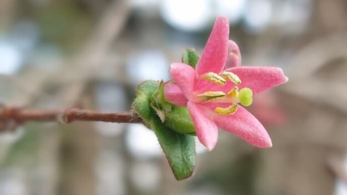 春の花図鑑〜仙台市野草園にて
