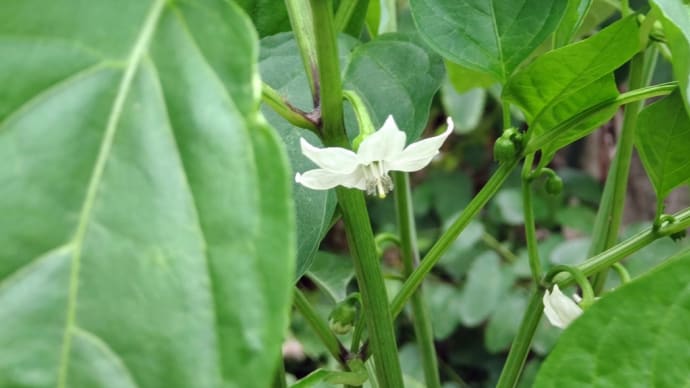 福耳ジローが花を付けた