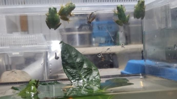 増え続ける仲間