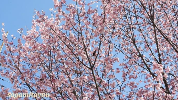 町田「恩田川」満開の「河津桜」に「ヒヨドリ」が吸蜜に来訪!!
