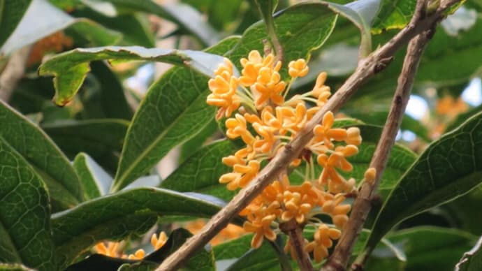 茹で落花 ざっくりレシピ