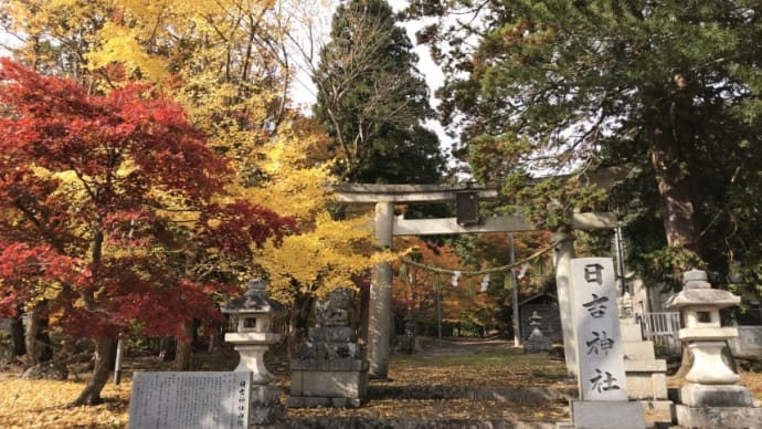 🌳 日吉神社のケヤキ 🍀