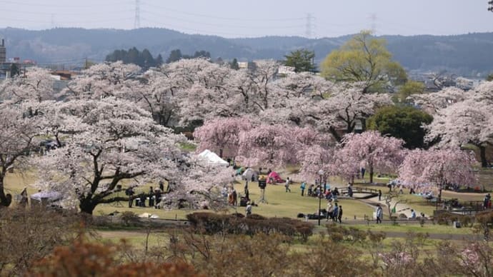 矢板市のサクラを満喫する街歩き