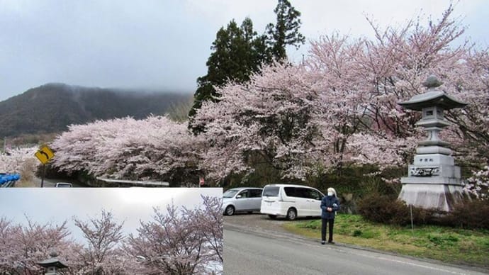 中野市 千本桜に囲まれた谷厳寺 寺と猫