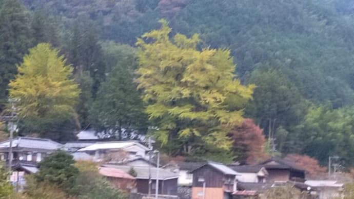 内子町中川　三嶋神社　乳出の大いちょう