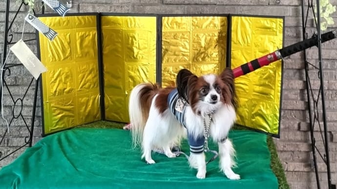 子供の日の写真は…