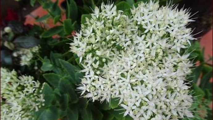 ベンケイソウ咲く★猛暑を生き抜いた植物を寄せ植え