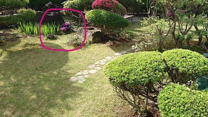 タイリントキソウが今年も・白ヤマブキの花