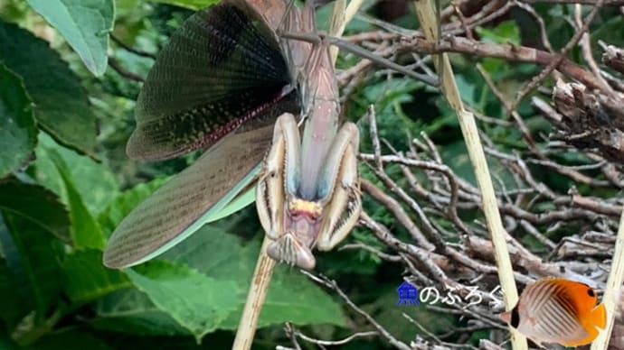 オオカマキリ