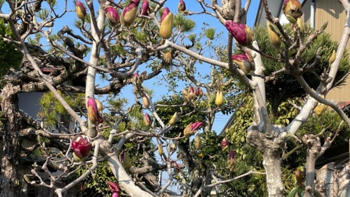 モクレンの花が野鳥にかじられている😂