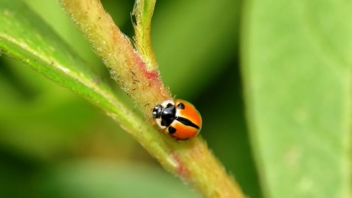 ハッカハムシ! 《 食欲旺盛、元気いっぱい 》