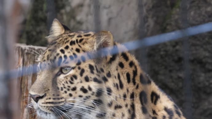 旭山動物園冬季開園初日