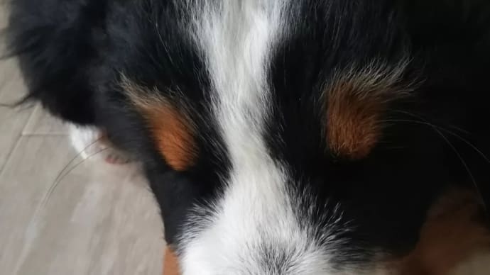 煉獄さんあらわる~😍😍😍