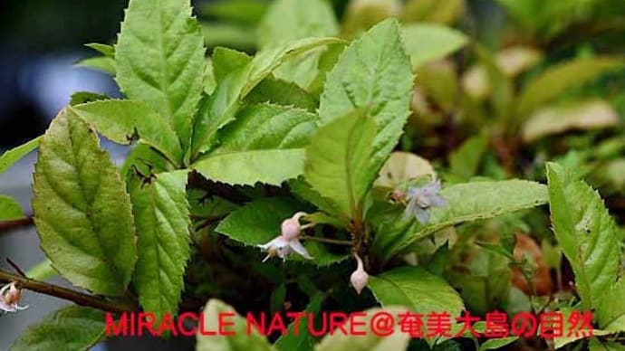 オオツルコウジの花