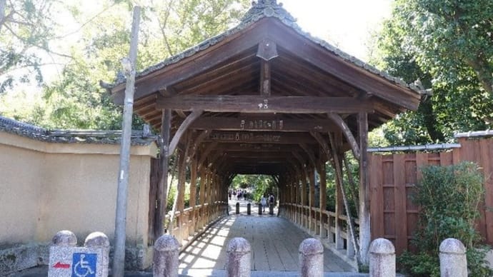 東福寺・通天橋・臥雲橋・青モミジ