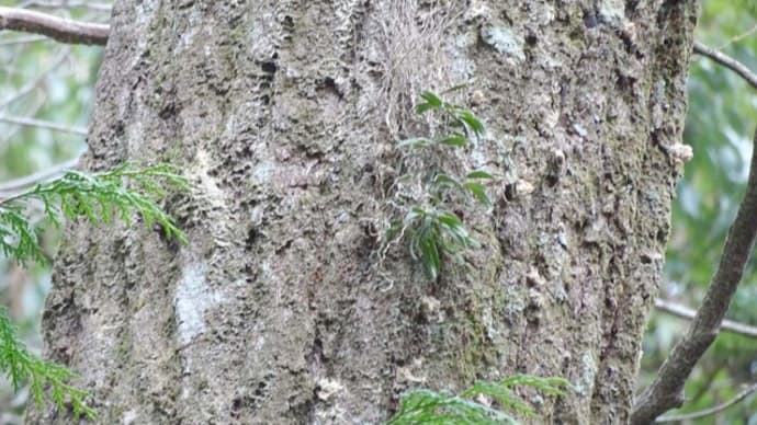 里山散策(林道を歩く)