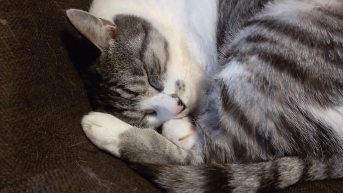 おやすみなさい