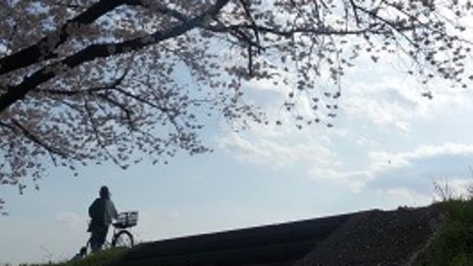 しつこくお花見...やっぱ福生しか勝たん!!【福生市・中央公園~熊川の土手散策】