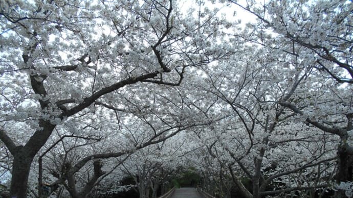 もりもり通信!(^^)! ~お花見~