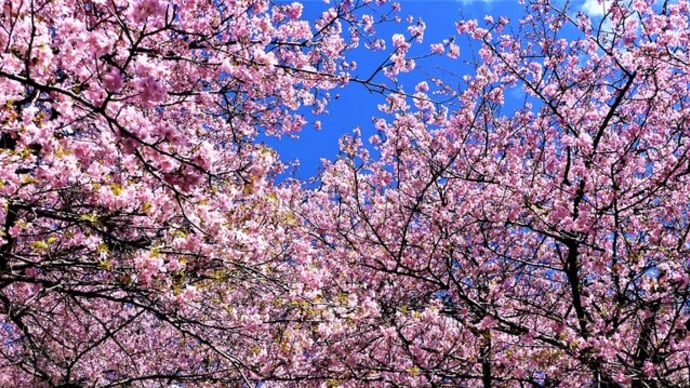 ２０２３・２・２２　松田町の松田山は河津桜満開