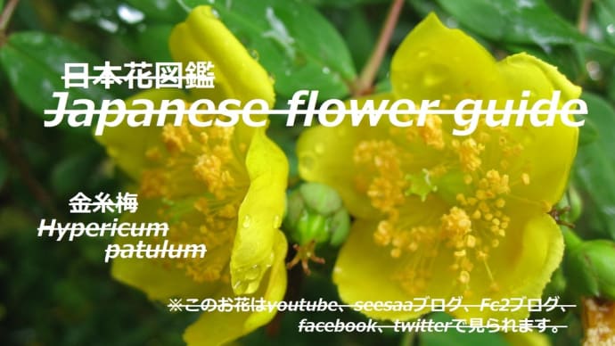 ガラスの花びら?に雫!Glass petals? Water grain!