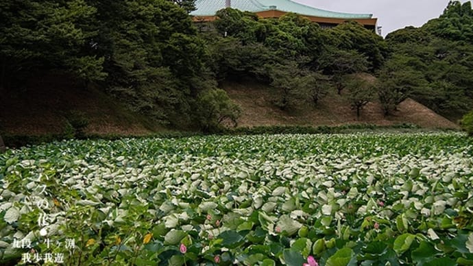 九段牛ヶ淵、夏の光景。