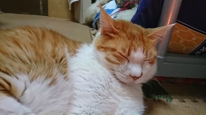 3月23日(水) 猫の麦とごまの日常日記
