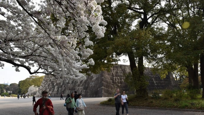 さくら狩り 東京都千代田区千代田 皇居東御苑(3)天城吉野越しに天守台