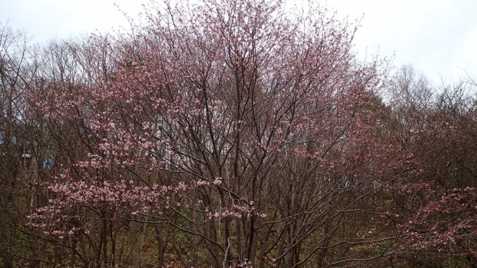 桜前線到着!