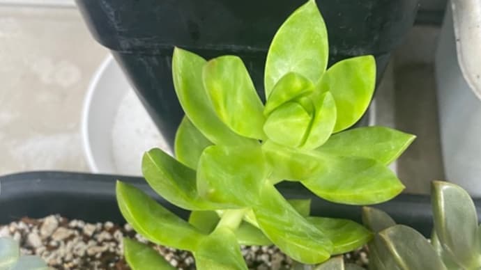 ベランダガーデニングの♪多肉植物さん(^q^)